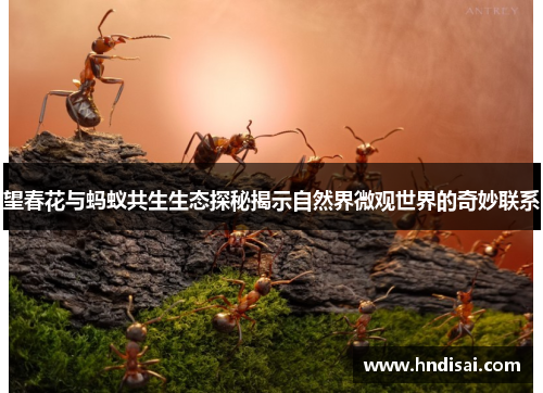 望春花与蚂蚁共生生态探秘揭示自然界微观世界的奇妙联系